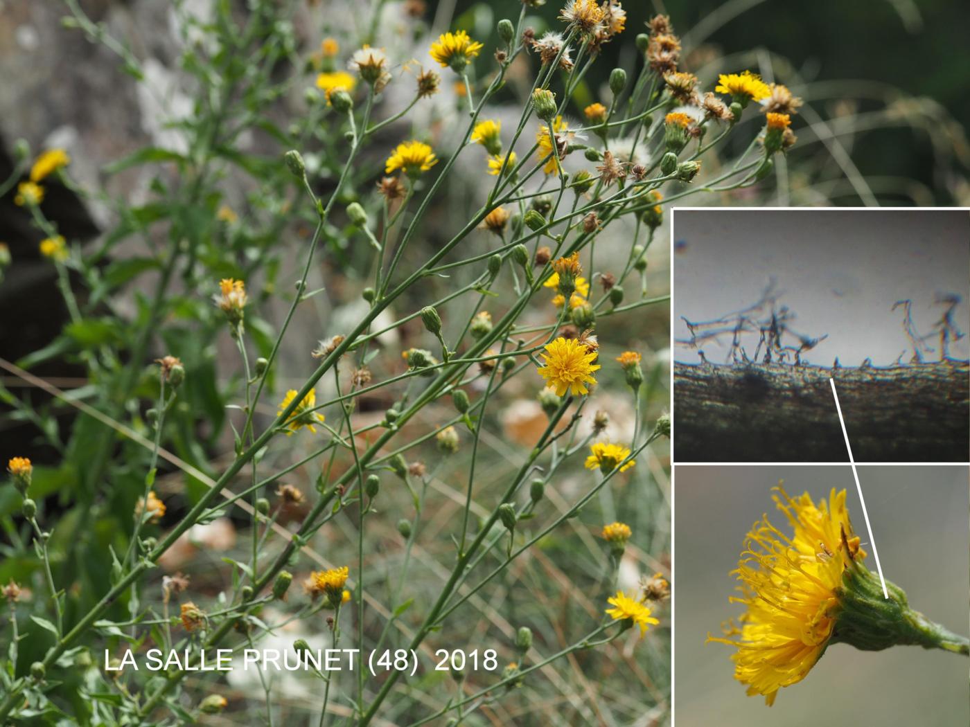 Hawkweed, (of Turin) flower